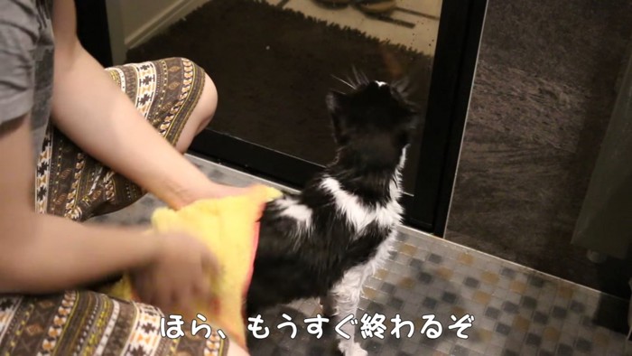 タオルドライされている猫