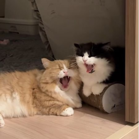 口を大きく開ける2匹の猫