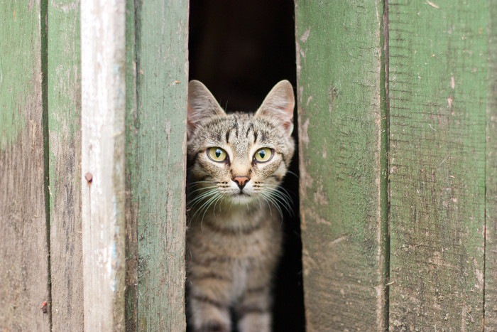 隙間からこちらを覗く猫