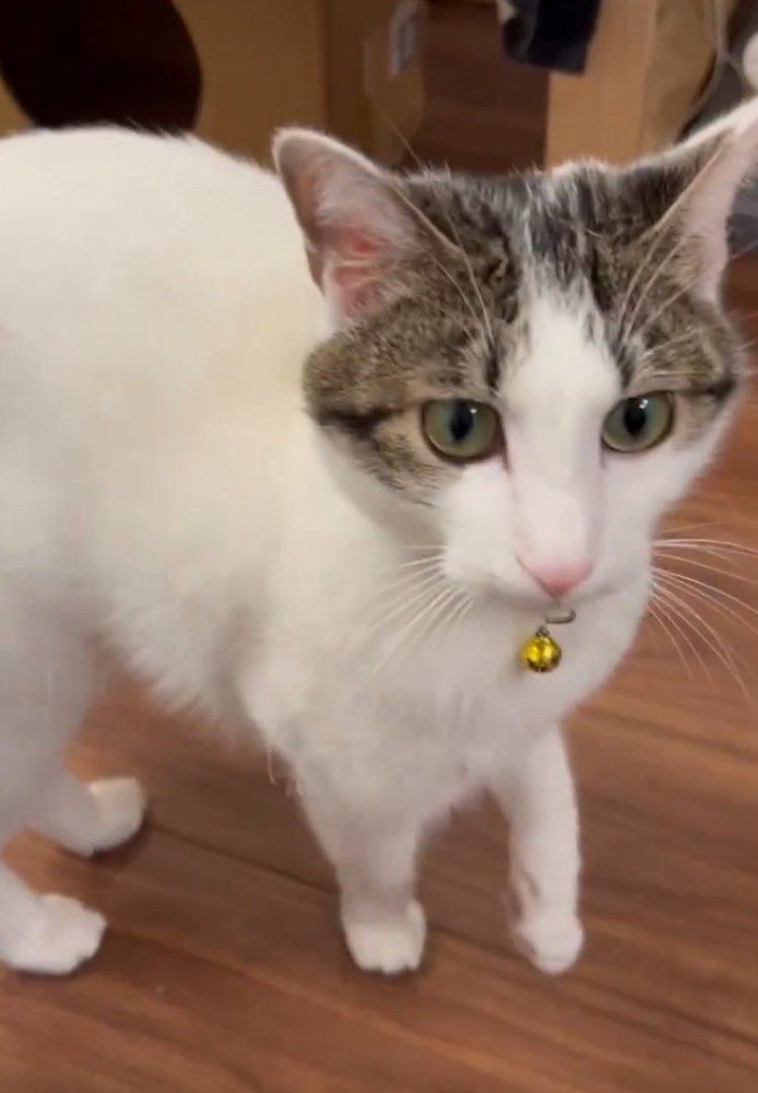 飼い主さんを見る猫