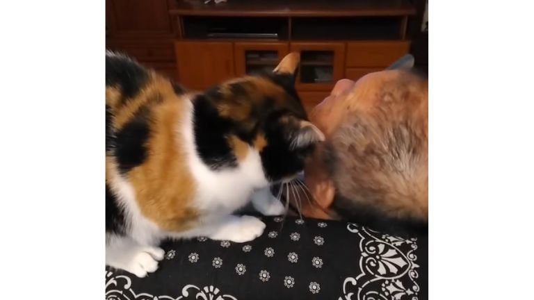 男性を舐める猫