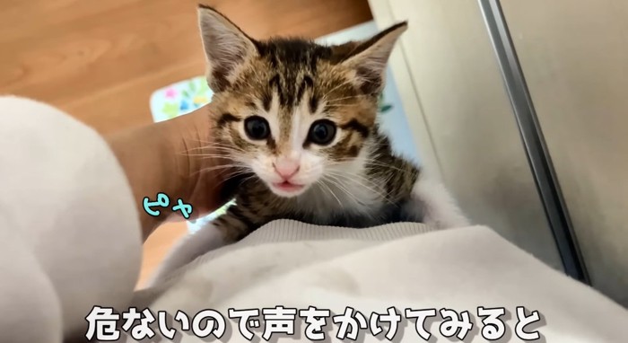 登っている猫