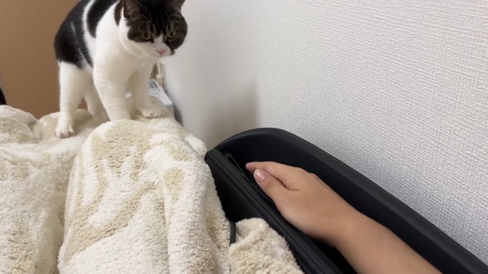 人の手を見る猫