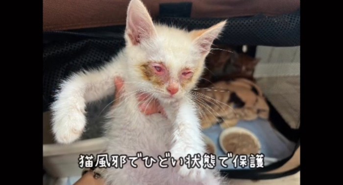 目が開かない子猫