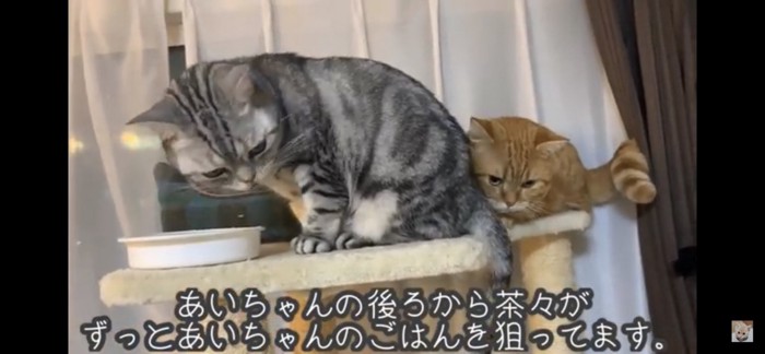 寄り添う猫