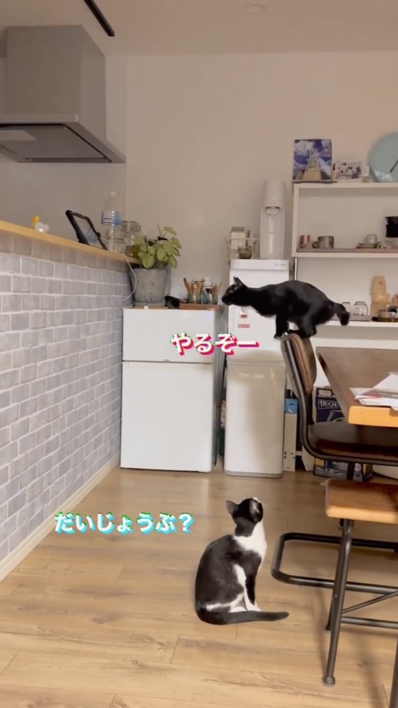 リビングにいる2匹の猫