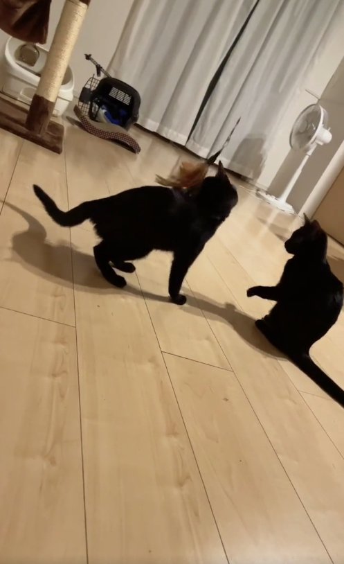 猫じゃらしを見つめる2匹の子猫