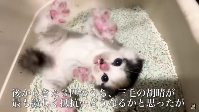 トイレで暴れる猫2