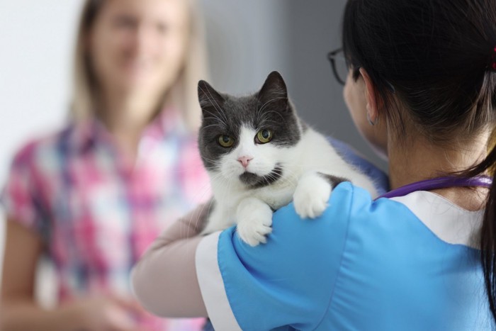 抱っこされる猫