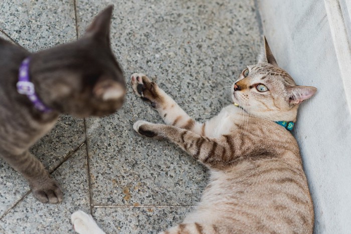 お腹を見せる猫を見下ろす猫