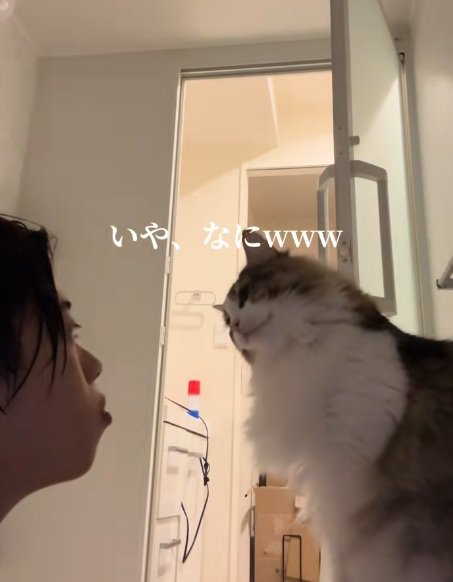 飼い主と向かい合って座って首をかしげるノルウェージャンフォレストキャット