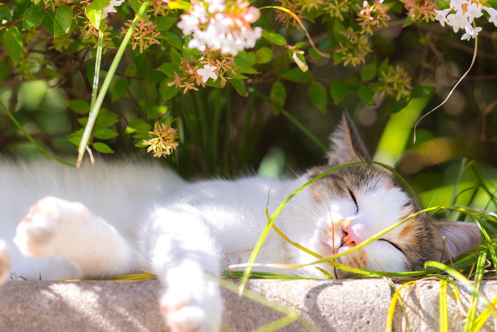 日向ぼっこする野良猫