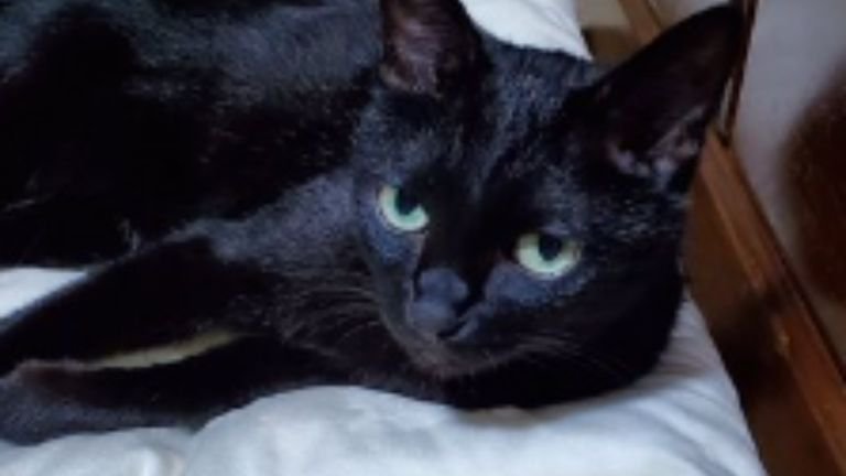 室内にいる猫