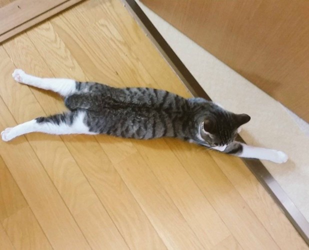 うつ伏せの猫