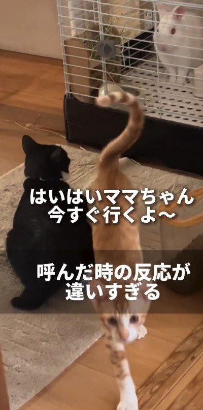 カメラの方へかけてくる猫