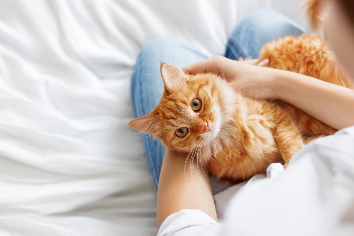 飼い主さんの膝の上に乗る猫