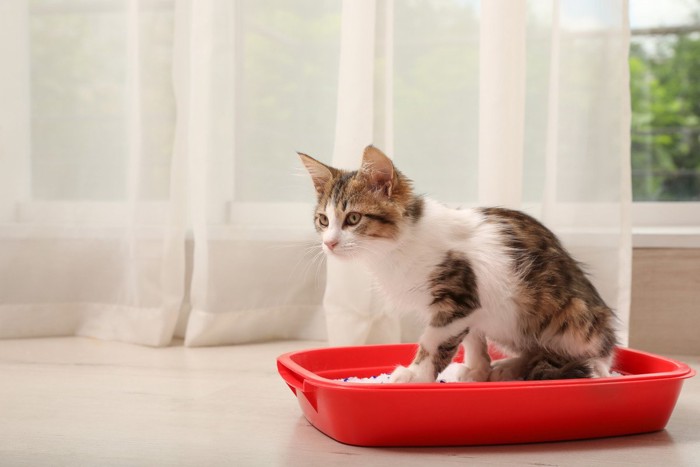 窓際にあるトイレと子猫