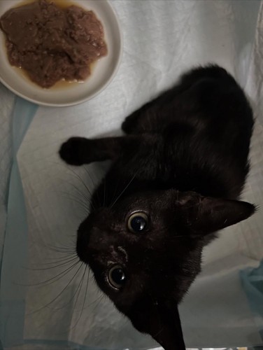 見上げる子猫