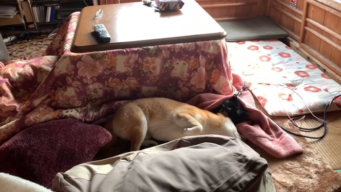 お腹を見せて寝転がる犬