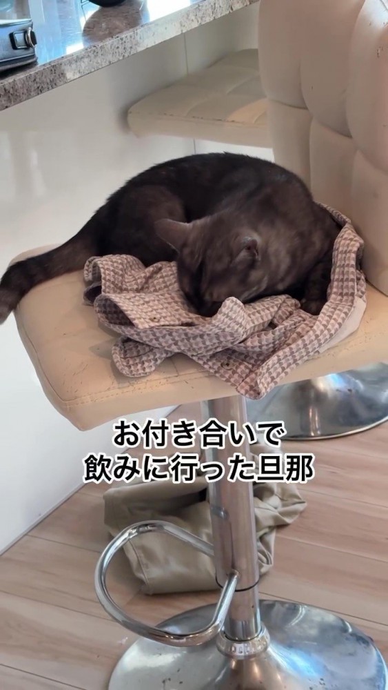 椅子の上でうずくまる猫