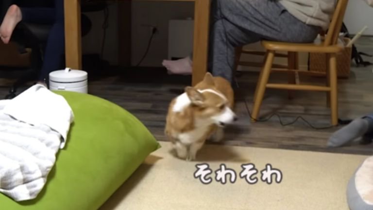 そわそわしている犬