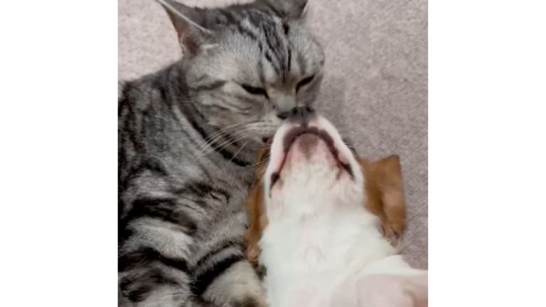 室内にいる猫と犬