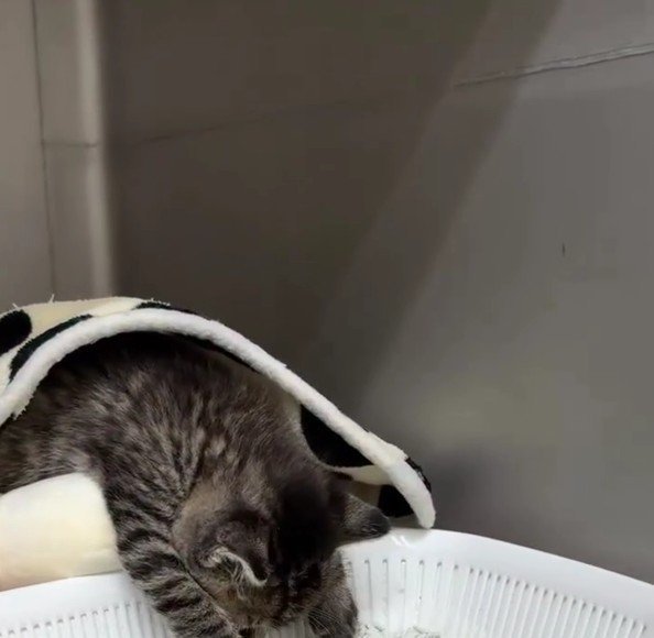 トイレで寝る子猫