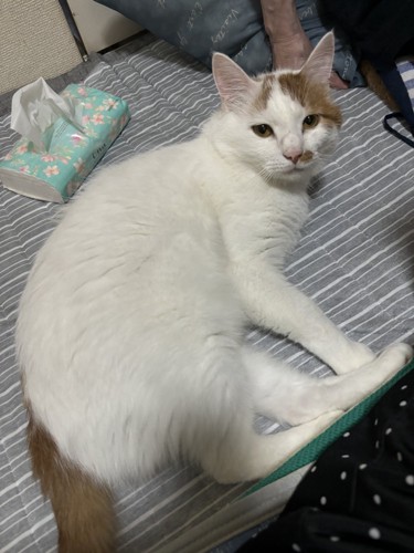 横になる猫