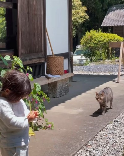 歩いて来る猫
