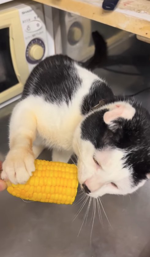 とうもろこしに右前足を置いて食べている猫