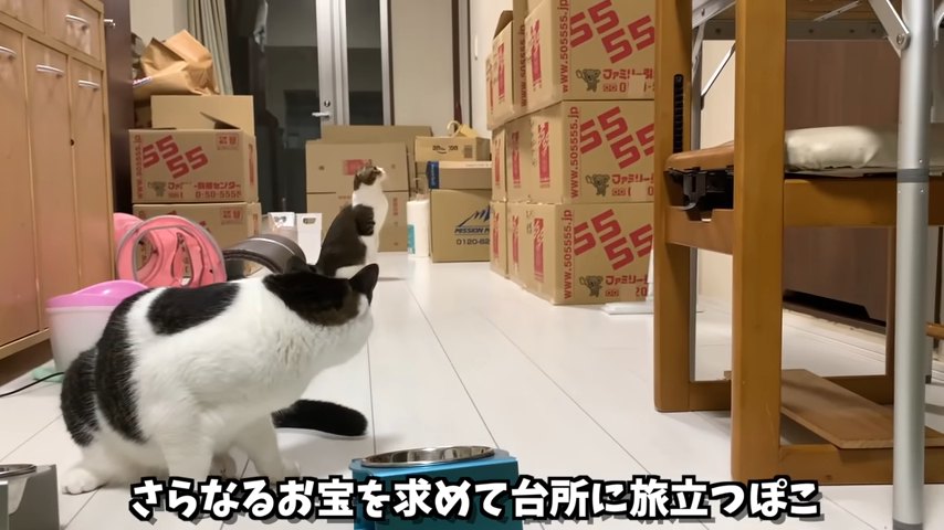 振り返る猫とおすわりして見上げる猫