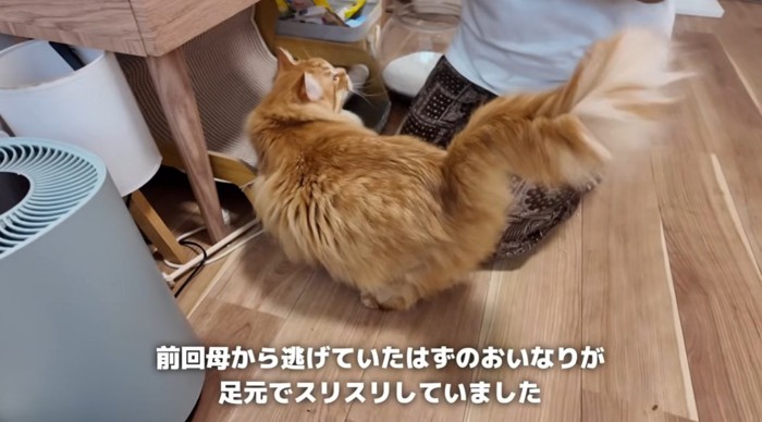 足にすり寄ってくる猫