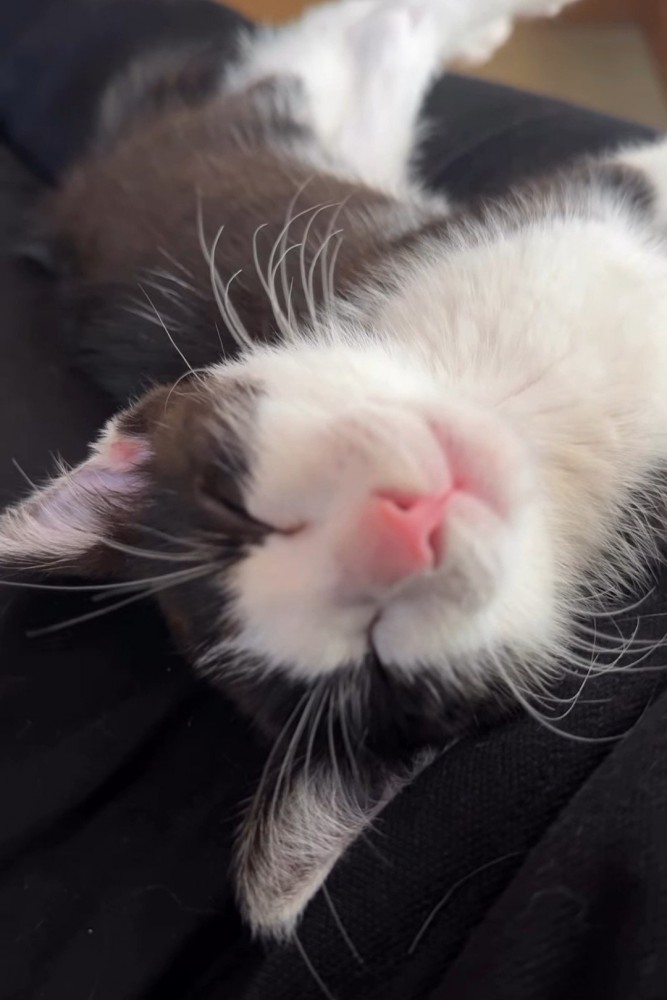 寝ている子猫