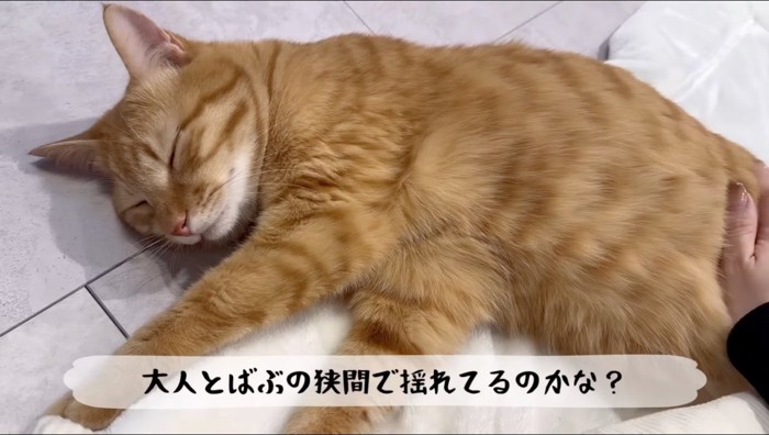 飼い主にお腹を撫でてもらう茶トラ猫