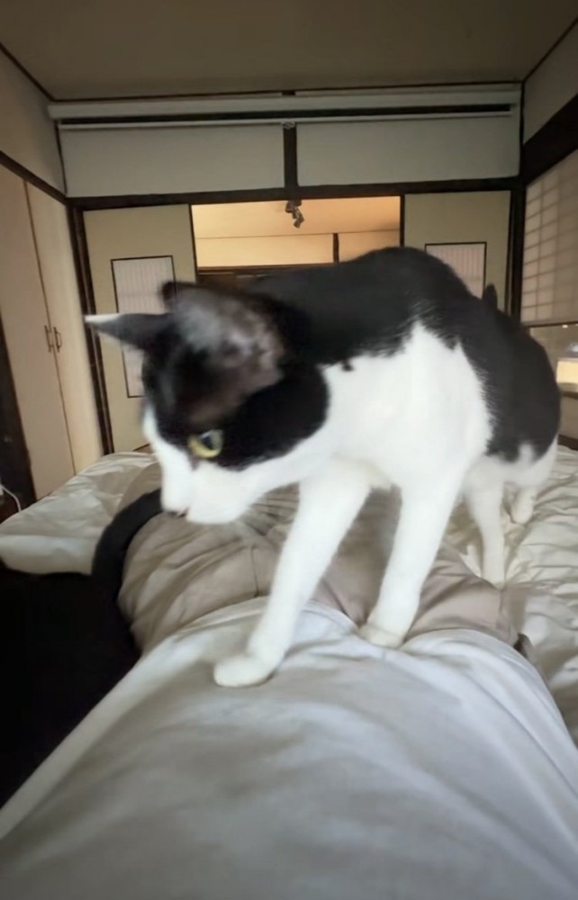 布団で寝る飼い主の体の上を歩く白黒猫