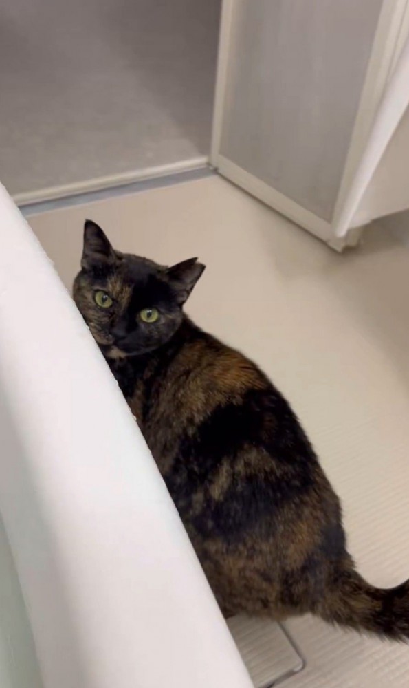 風呂場で座る猫