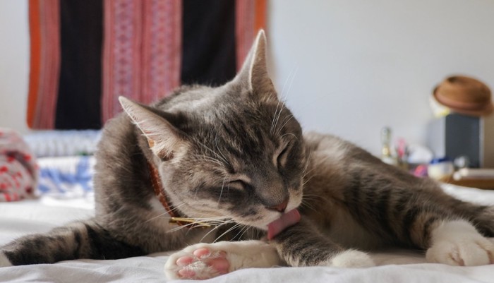毛づくろいする猫