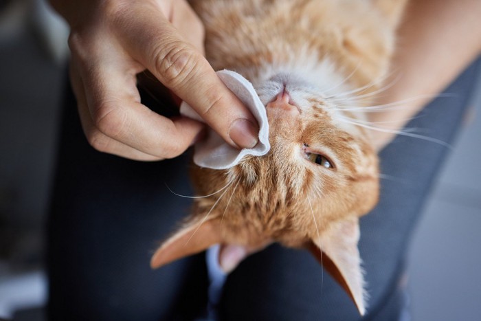 膝の上で目ヤニを拭かれる猫