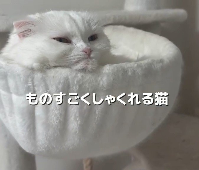 しゃくれた猫(正面・ズーム)