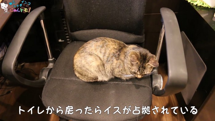 イスに上で寝る猫