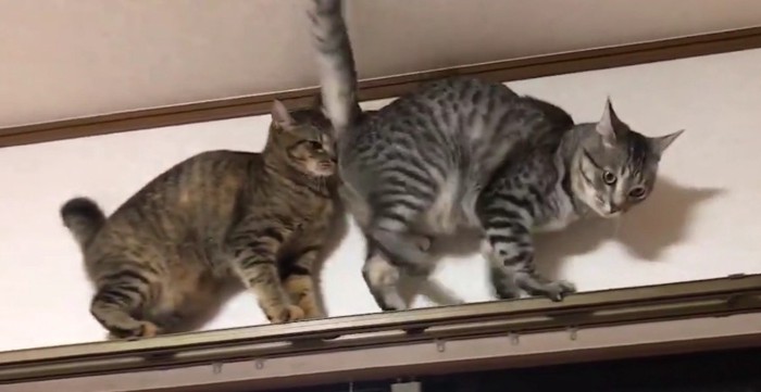 顔面に猫のヒップアタック