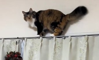 カーテンレールの上でカメラ目線の猫