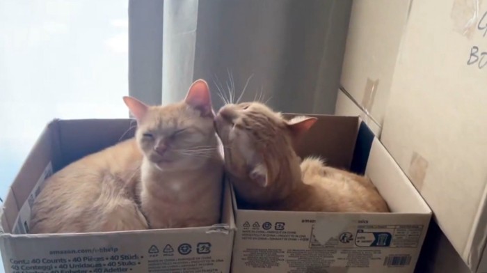 グルーミングする2匹の猫