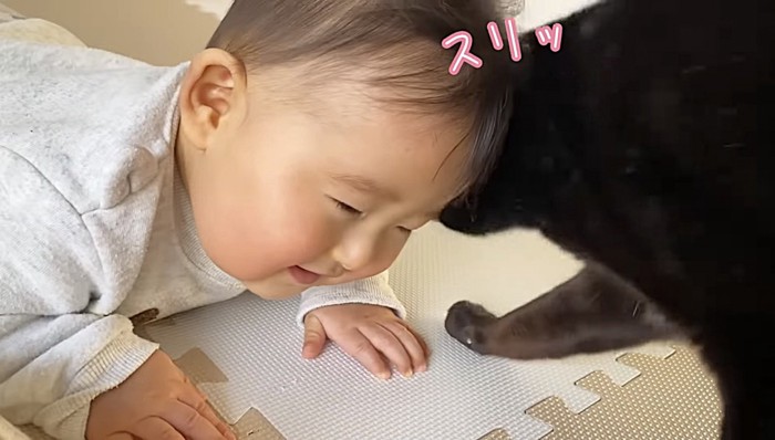 赤ちゃんにスリスリする猫(赤ちゃんが前)