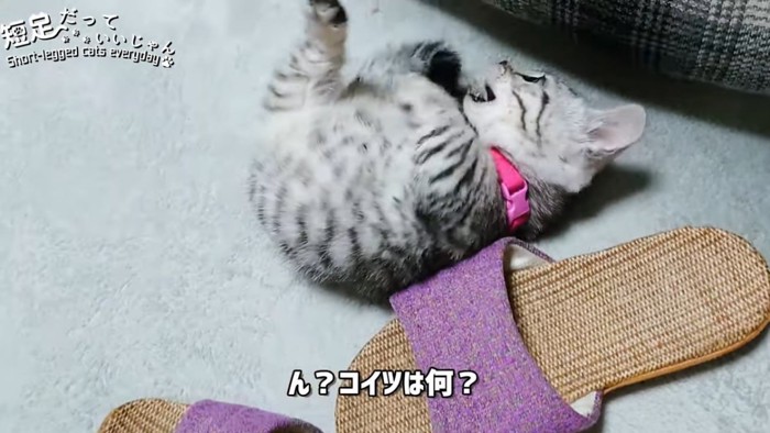 仰向けになる猫