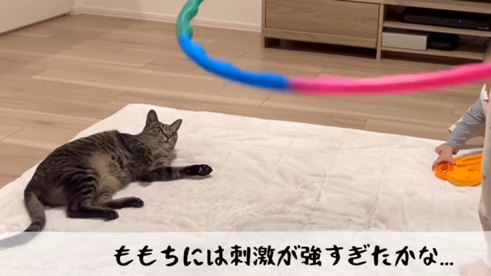フラフープを見つめる猫