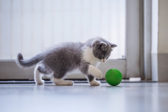 ボールで遊ぶ子猫