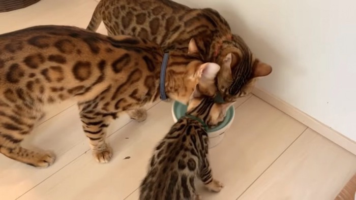 ごはんを食べる3匹の猫