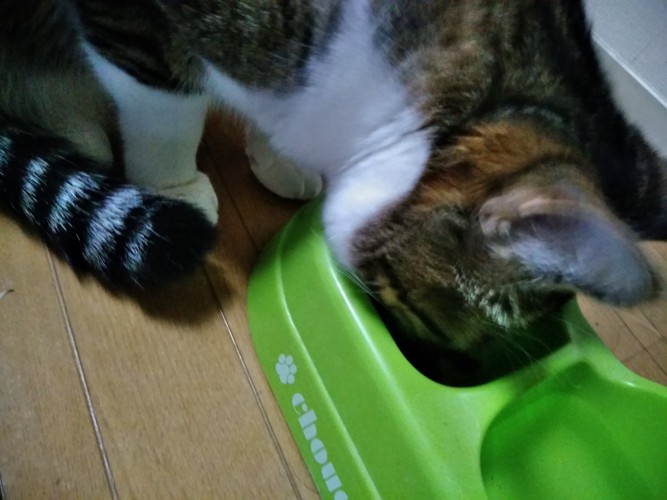 食事中の猫