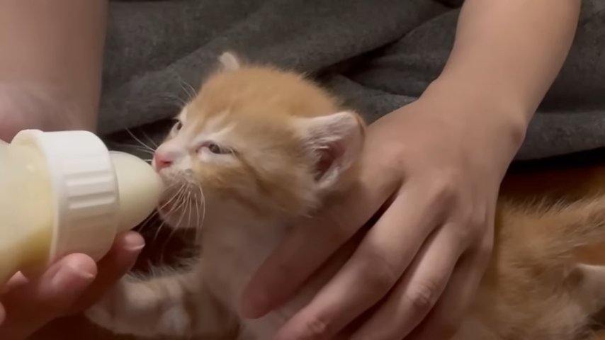 哺乳瓶でミルクを飲む子猫 横向き